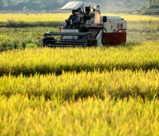 全年粮食收购量连续三年超8000亿斤