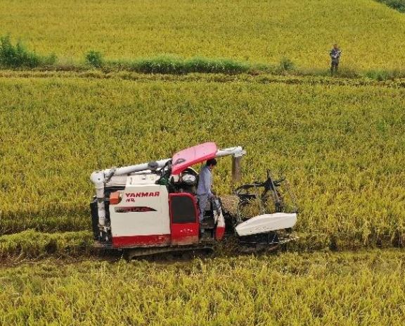 粮食市场供应保障基础扎实 粮食安全形势总体向好